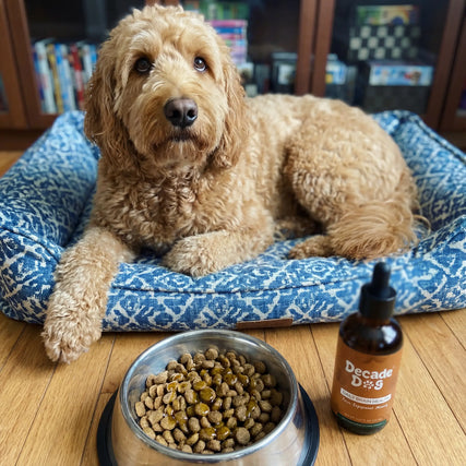 LISA M's dog