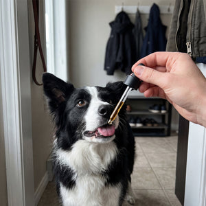 Happy dog from the Decade Dog family