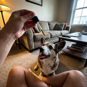 Happy dog from the Decade Dog family