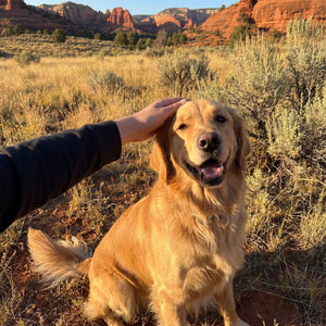 Happy dog from the Decade Dog family